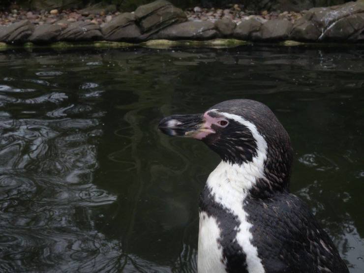 16716119_1718933084800261_1263792075702928551_o