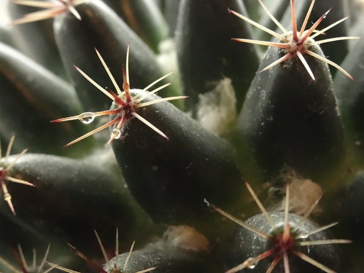 17158918_1743046839055552_1952236492824294341_o